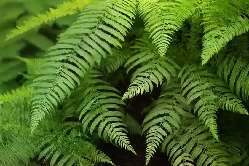 Woodfern (dryopteris australis) — photo 3