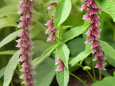 Woodland Figwort (Scrophularia Nodosa)