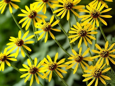 Woodland Ragwort (Senecio Sylvaticus)