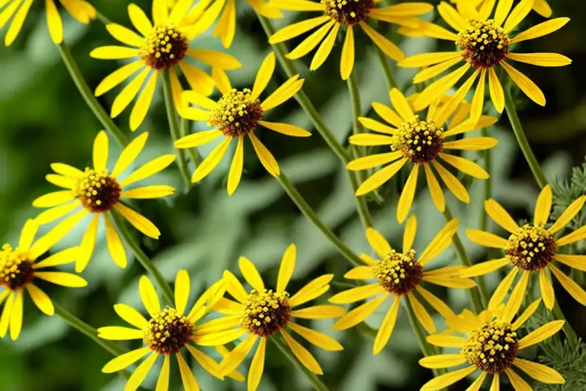 Woodland ragwort (senecio sylvaticus)
