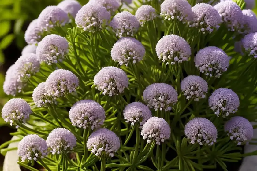 Woodruff (asperula gussonii) — photo 2