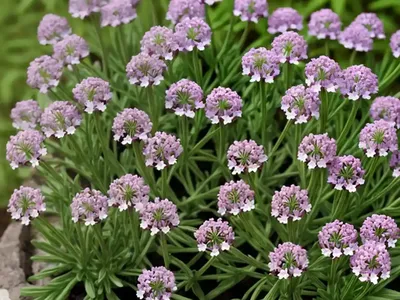 Woodruff (Asperula Tinctoria)