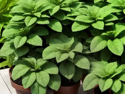 Woolly Fluellen (Kickxia Lanigera)