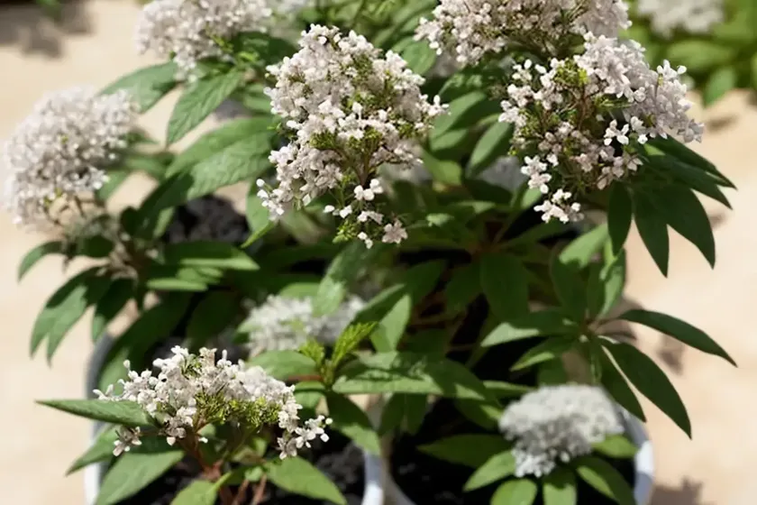 Woolly rock-jasmine (androsace lanuginosa) — photo 3
