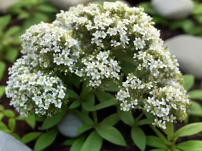 Woolly Rock-jasmine (Androsace Lanuginosa)