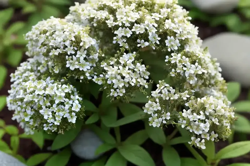 Woolly rock-jasmine (androsace lanuginosa)