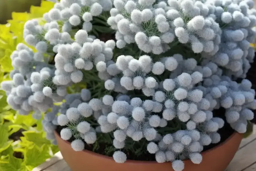 Woolly senecio (senecio scaposus) — photo 2