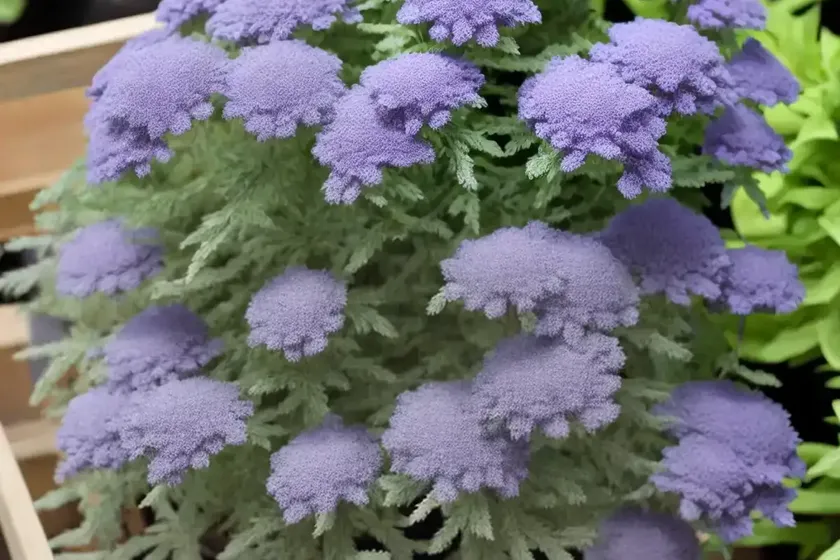 Woolly senecio (senecio scaposus) — photo 3