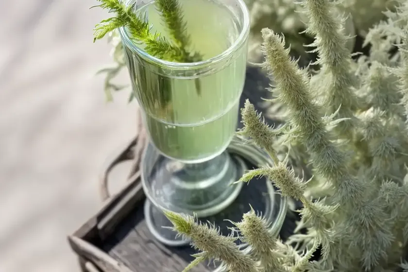 Wormwood (artemisia absinthium) — photo 3