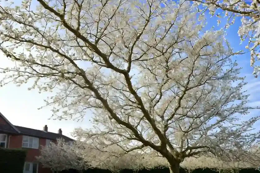 Wych elm (ulmus glabra) — photo 2