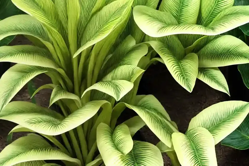Xanthosoma aurea ‘lime zinger’ (xanthosoma aurea ‘lime zinger’) — photo 3