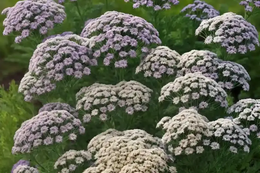 Yarrow (Achillea Millefolium) — photo 2