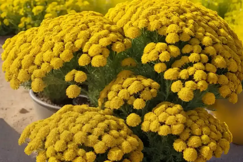 Yarrow (achillea millefolium ‘desyel’ desert eve yellow) — photo 2