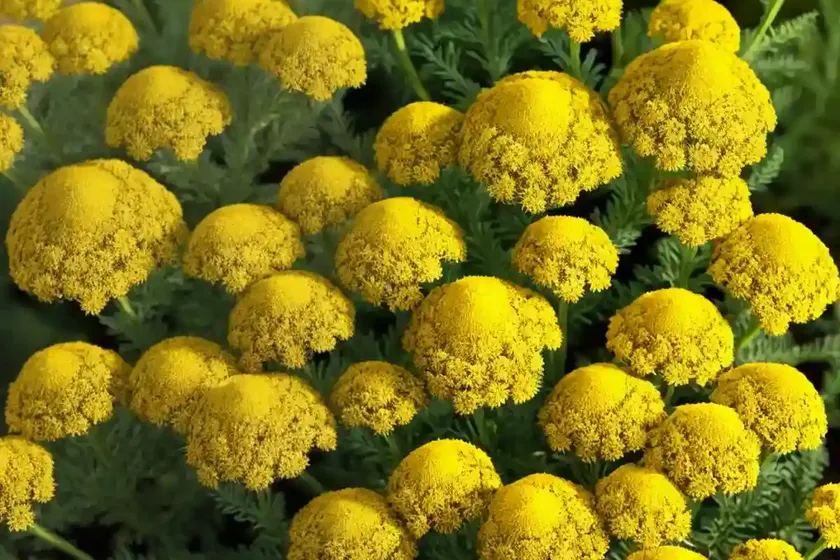 Yarrow (achillea millefolium ‘desyel’ desert eve yellow) — photo 3