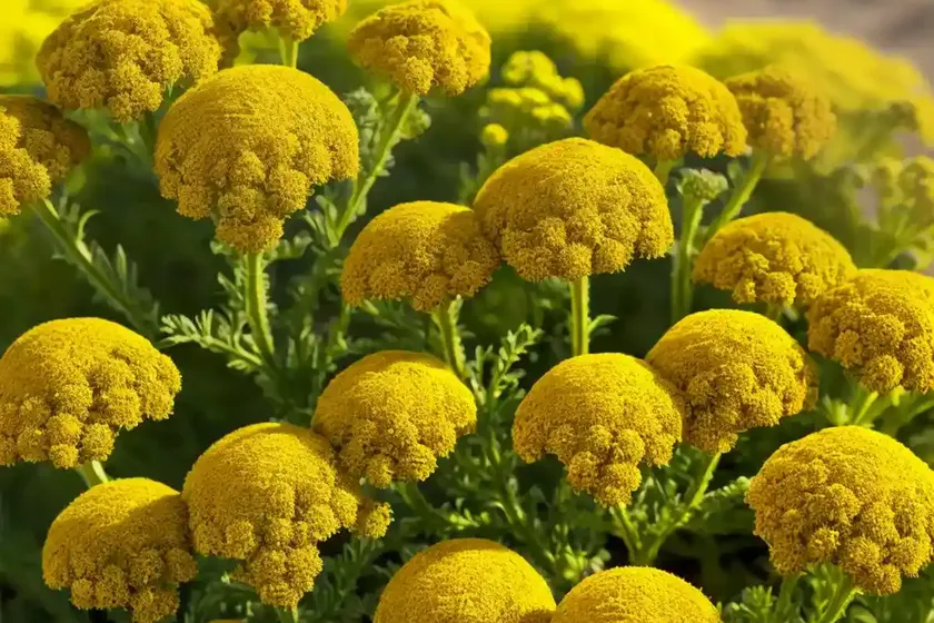 Yarrow (achillea millefolium ‘desyel’ desert eve yellow)