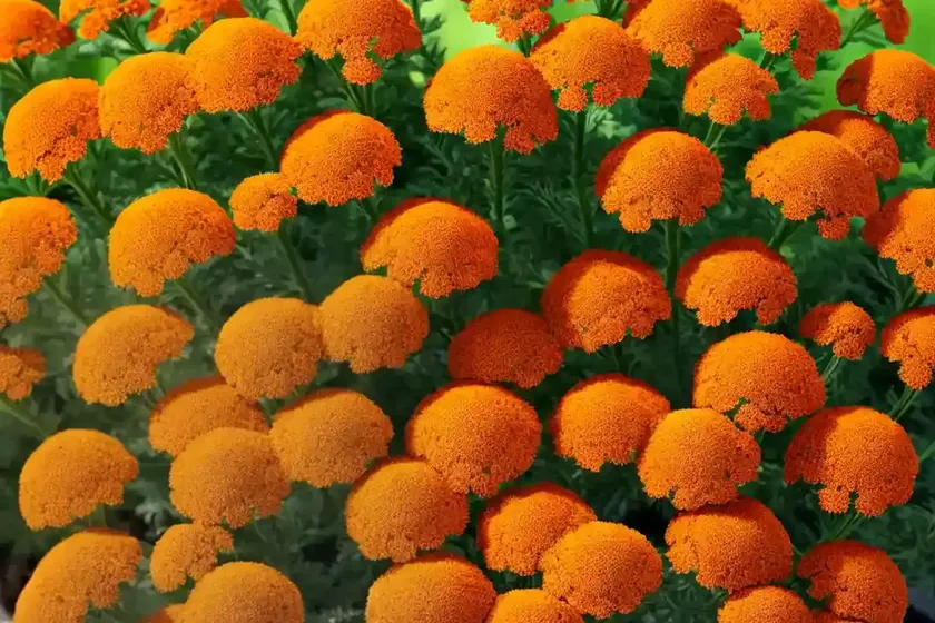 Yarrow (Achillea Millefolium ‘Orange Queen’) — photo 3