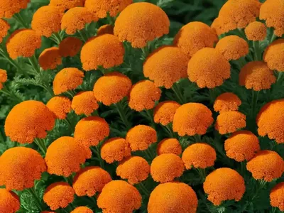 Yarrow (Achillea Millefolium ‘Orange Queen’)