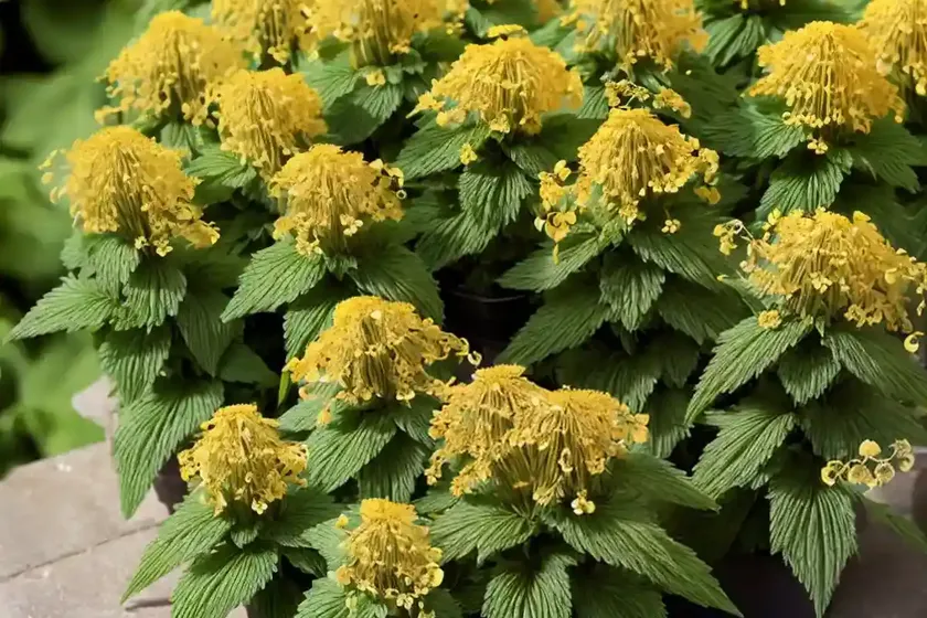 Yellow archangel (lamium galeobdolon) — photo 2