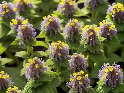 Yellow Archangel (Lamium Galeobdolon)