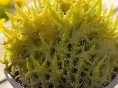 Yellow Bartsia (Parentucellia Viscosa)