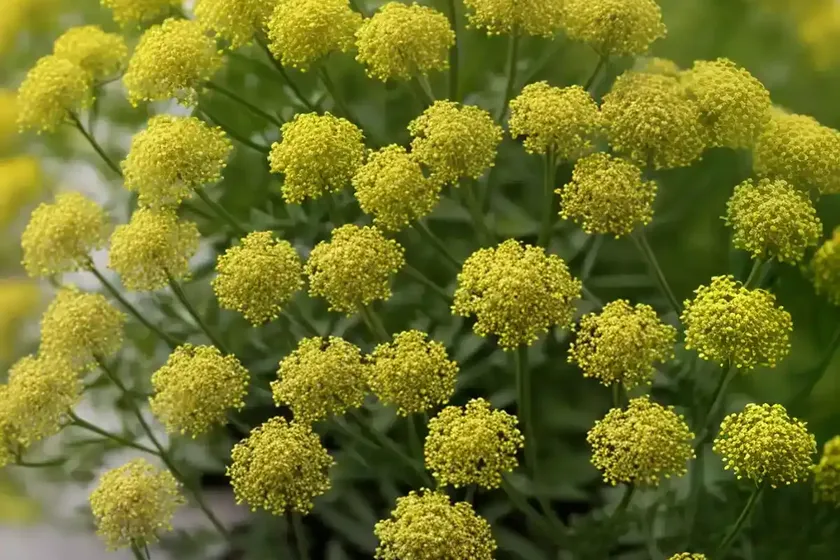 Yellow bedstraw (galium verum) — photo 2