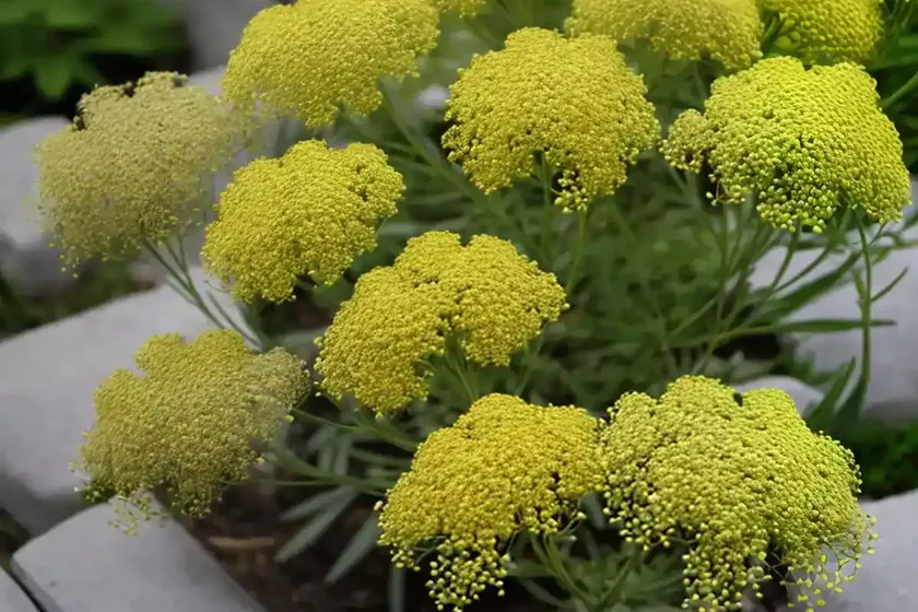 Yellow bedstraw (galium verum) — photo 3
