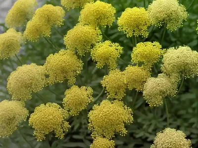 Yellow Bedstraw (Galium Verum)