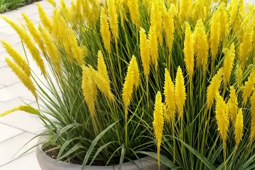 Yellow foxtail (setaria pumila) — photo 2