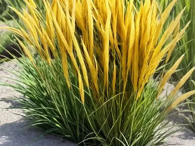 Yellow Foxtail (Setaria Pumila)