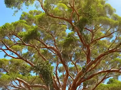 Yellow Gum (Eucalyptus Leucoxylon)