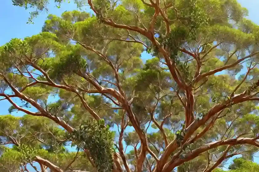 Yellow gum (eucalyptus leucoxylon)