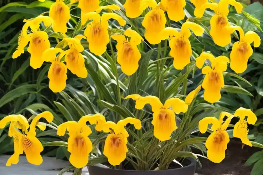 Yellow hollow tooth (galeopsis segetum) — photo 3