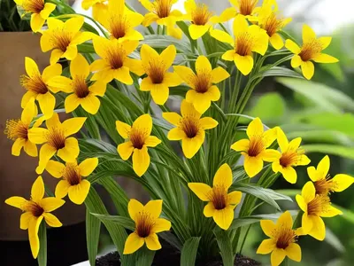 Yellow Hollow Tooth (Galeopsis Segetum)