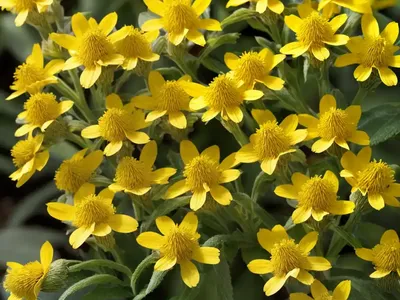 Yellow Jacobinia (Justicia Aurea)