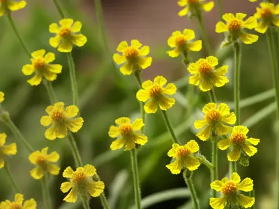 Yellow Rattle (Rhinanthus Minor)