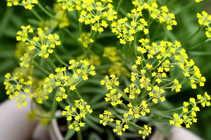 Yellow spring bedstraw (galium verum) — photo 2