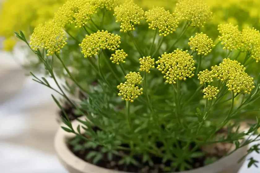 Yellow spring bedstraw (galium verum) — photo 3