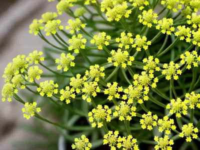 Yellow Spring Bedstraw (Galium Verum)