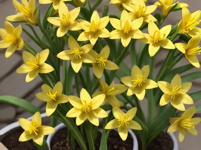 Yellow Star-Of-Bethlehem (Gagea Lutea)