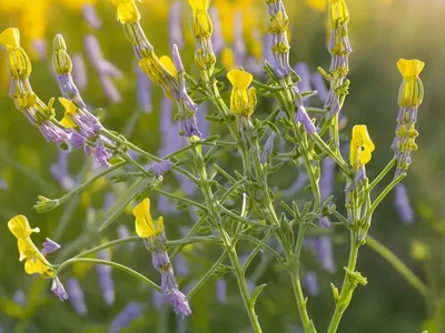 Yellow Vetch, Smooth Yellow Vetch (Vicia Lutea)