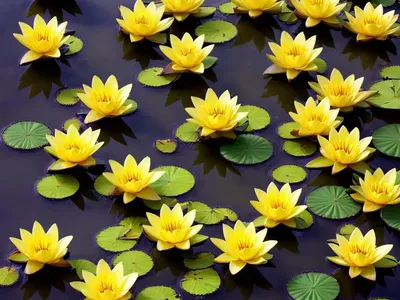 Yellow-water-lily (Nuphar Lutea)