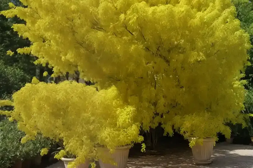 Yellowwood (cladrastis kentukea) — photo 3