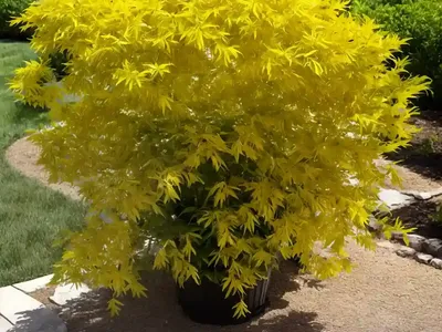 Yellowwood (Cladrastis Kentukea)
