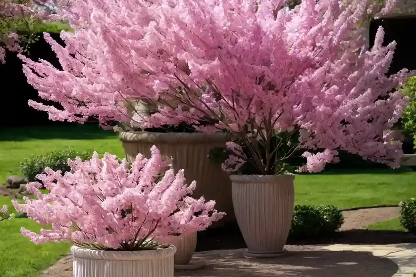 Yellowwood (cladrastis kentukea ‘perkins pink’) — photo 2