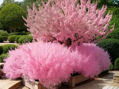 Yellowwood (Cladrastis Kentukea ‘Perkins Pink’)