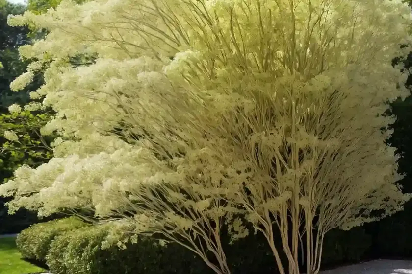 Yellowwood (cladrastis kentukea ‘sweetshade’) — photo 2