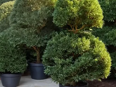 Yew (Taxus Baccata ‘Stove Pipe’)
