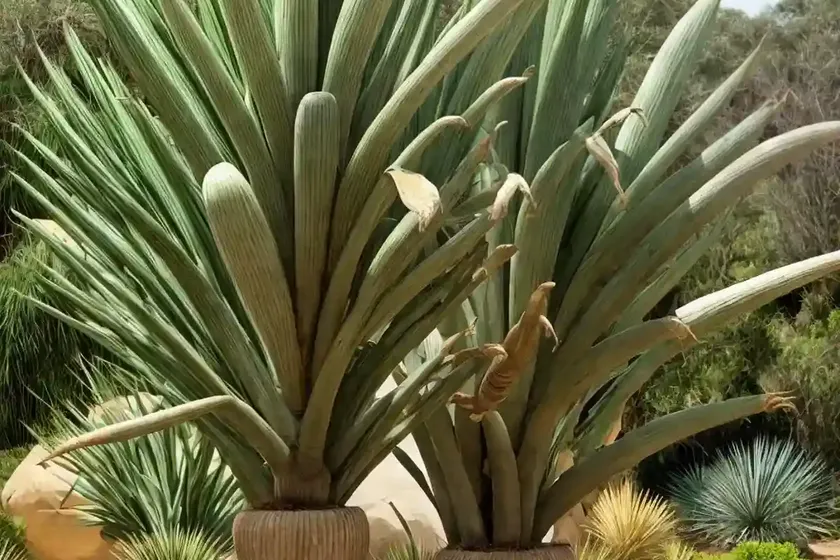 Yucca elephantipes (yucca gigantea) — photo 2