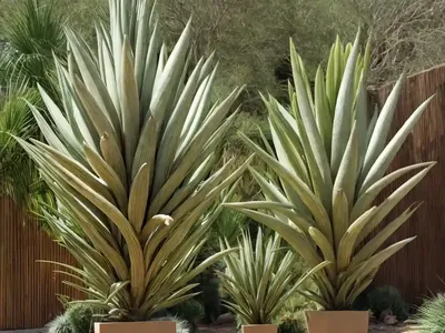 Yucca Elephantipes (Yucca Gigantea)