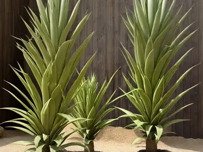 Yucca Rostrata (Beaked Yucca)